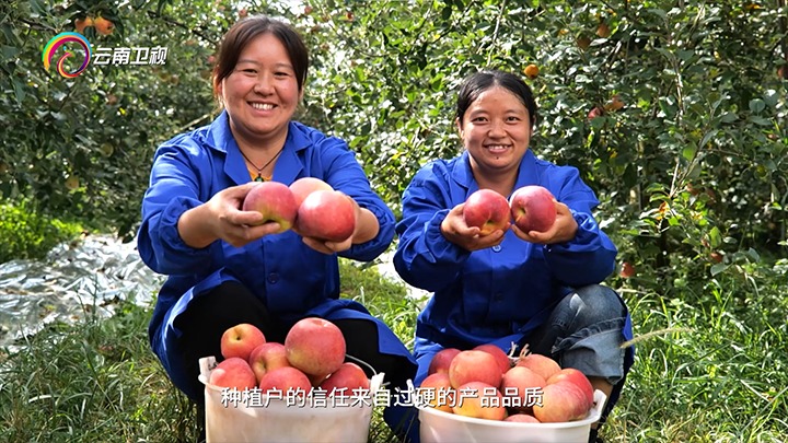 《云南卫视》播报：云煤集团解化好肥助力“三农”生长，，共绘墟落振兴“幸；；怼