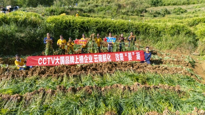 墨江象鼻村生姜大丰收！从莳植、施肥到采摘，，，云南解化全程“呵护”